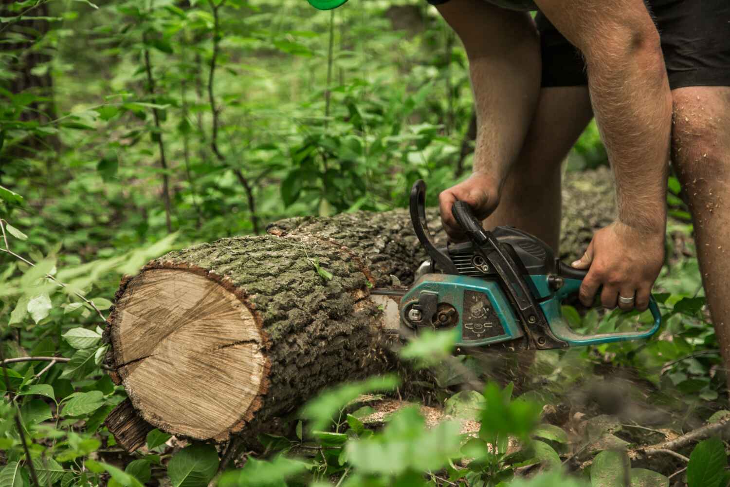 Trusted Charlotte, TX Tree Service Experts